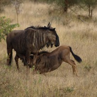 Foto de Limpopo