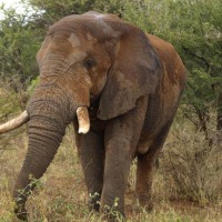 Foto de Limpopo