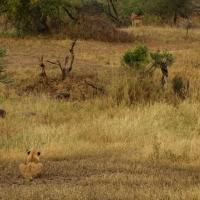 Foto de Limpopo
