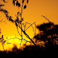 Foto de Limpopo