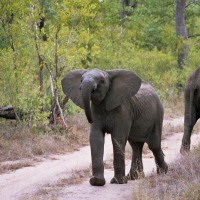 Foto de Kruger National Park