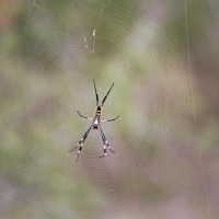 Foto de Kruger National Park