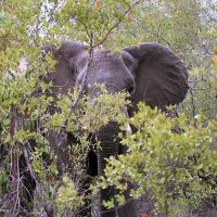 Foto de Kruger National Park