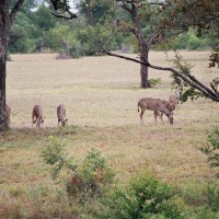 Foto de Kruger National Park