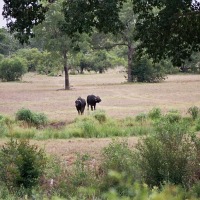 Foto de Kruger National Park