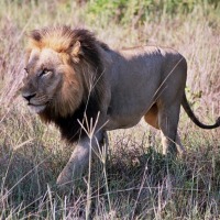 Foto de Kruger National Park