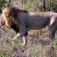 Foto de Kruger National Park