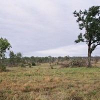 Foto de Kruger National Park