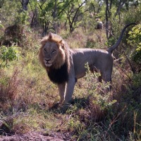 Foto de Kruger National Park