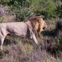 Foto de Kruger National Park