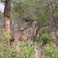 Foto de Kruger National Park