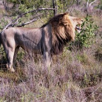 Foto de Kruger National Park