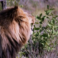 Foto de Kruger National Park