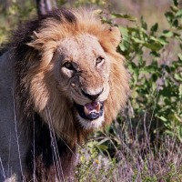 Foto de Kruger National Park