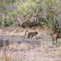 Foto de Kruger National Park