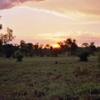 Foto de Kruger National Park