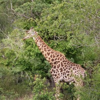 Foto de Kruger National Park
