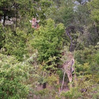 Foto de Kruger National Park