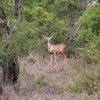 Foto de Kruger National Park