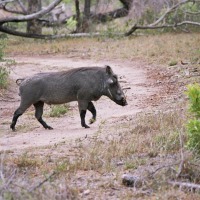 Foto de Kruger National Park
