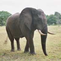 Foto de Kruger National Park