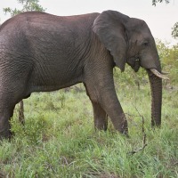 Foto de Kruger National Park