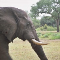 Foto de Kruger National Park
