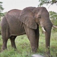 Foto de Kruger National Park