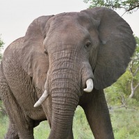 Foto de Kruger National Park