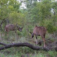 Foto de Kruger National Park