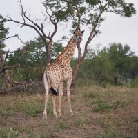 Foto de Kruger National Park