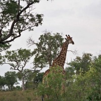Foto de Kruger National Park