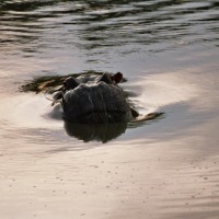 Foto de Kruger National Park