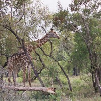 Foto de Kruger National Park