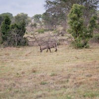Foto de Kruger National Park
