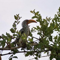 Foto de Kruger National Park