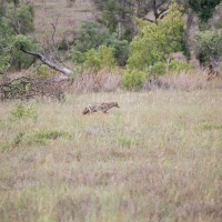 Foto de Kruger National Park