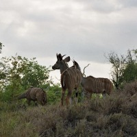 Foto de Kruger National Park