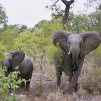 Foto de Kruger National Park