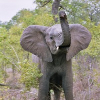 Foto de Kruger National Park