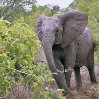 Foto de Kruger National Park