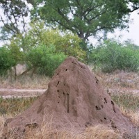 Foto de Kruger National Park