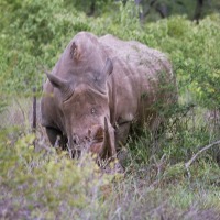 Foto de Kruger National Park