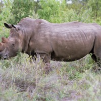 Foto de Kruger National Park
