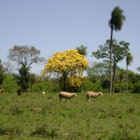 Foto de San José (Dpto. Caaguazu)