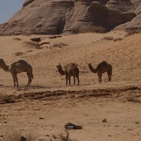 Foto de Wadi Rum