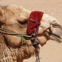 Foto de Wadi Rum