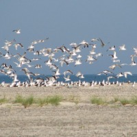 Foto de Skagen