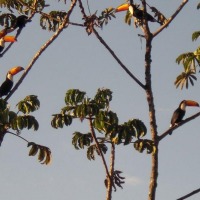 Foto de Piracanjuba