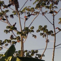 Foto de Piracanjuba
